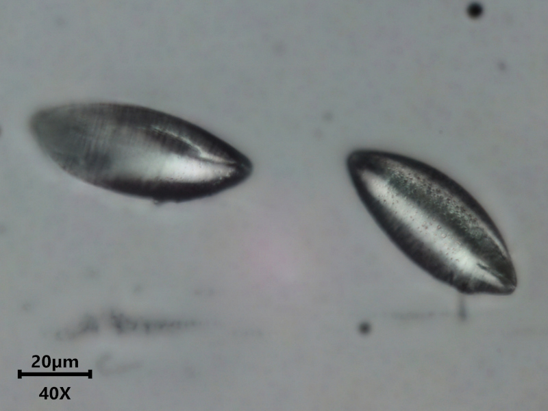 Ornithogalum umbellatum L., 1753 #78708