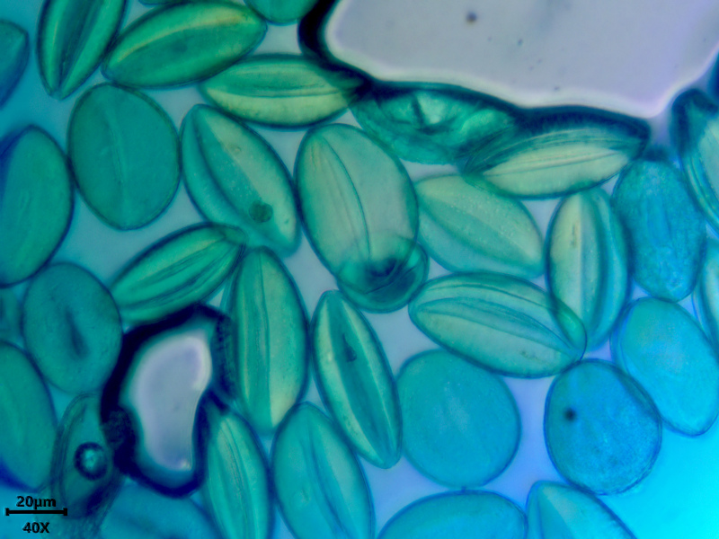 Ornithogalum umbellatum L., 1753 #78710