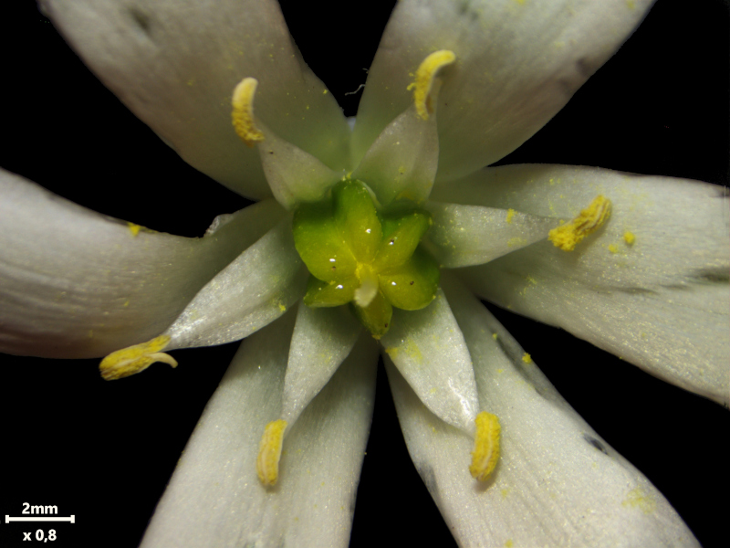 Ornithogalum umbellatum L., 1753 #78703