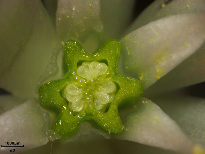 Ornithogalum umbellatum L., 1753 #78705