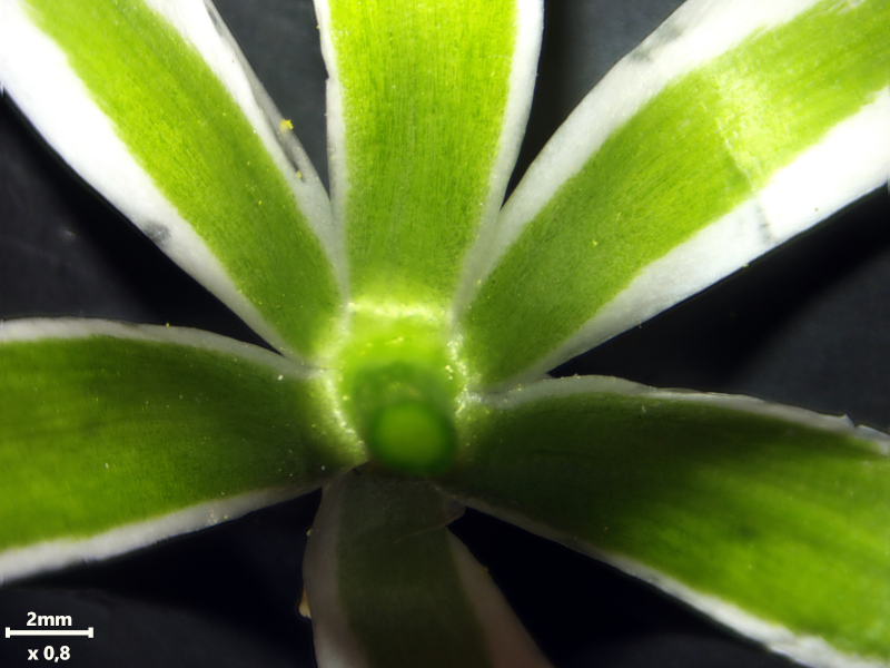 Ornithogalum umbellatum L., 1753 #78702