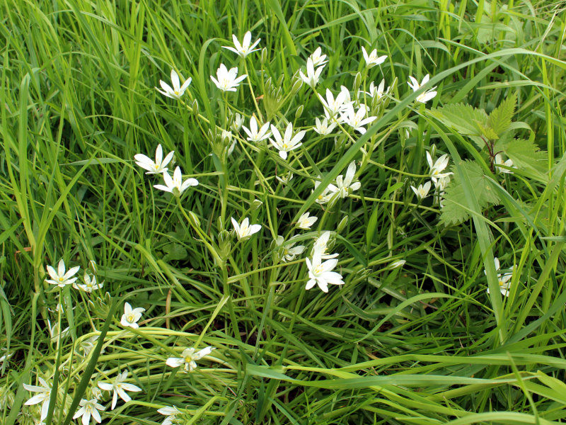 Ornithogalum umbellatum L., 1753 #78699