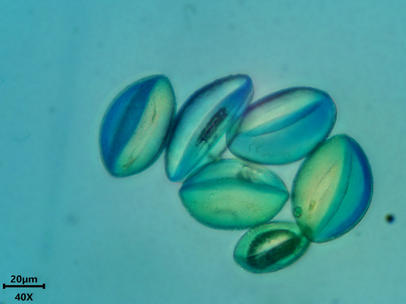 Ornithogalum umbellatum L., 1753 #78709