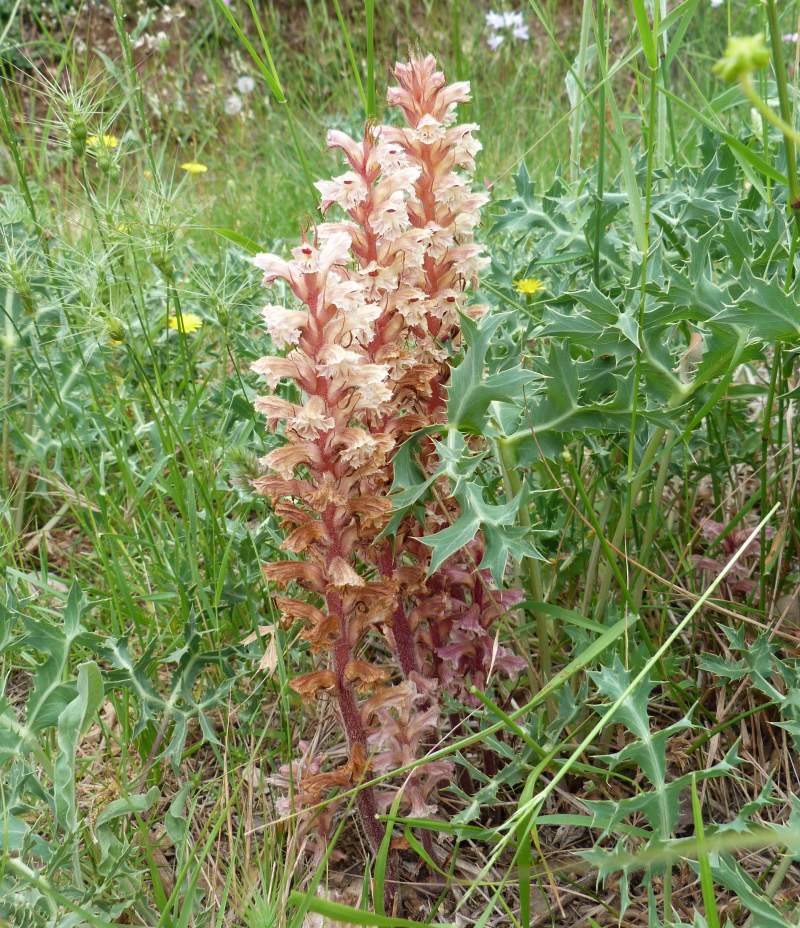 Orobanche amethystea Thuill., 1799 #32025