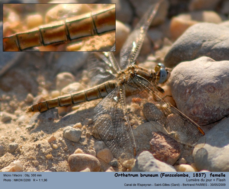 Orthetrum bruneum (Fonscolombe, 1837) #22371