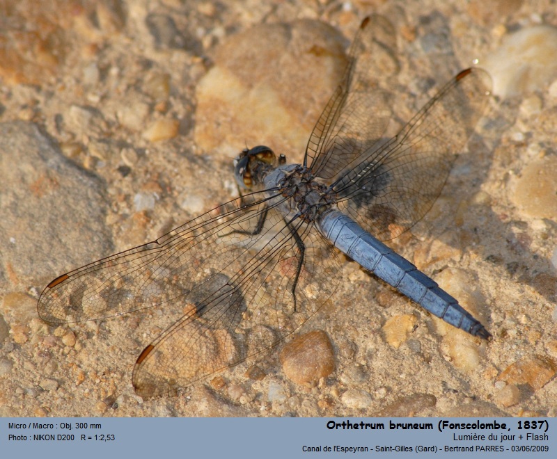 Orthetrum bruneum (Fonscolombe, 1837) #22368