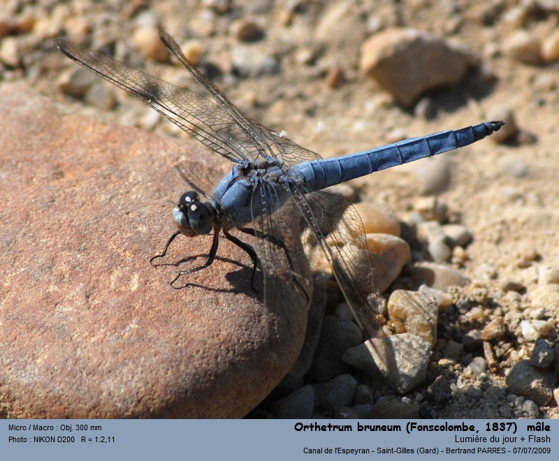 Orthetrum bruneum (Fonscolombe, 1837) #22369