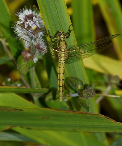 Orthetrum cancellatum #11878