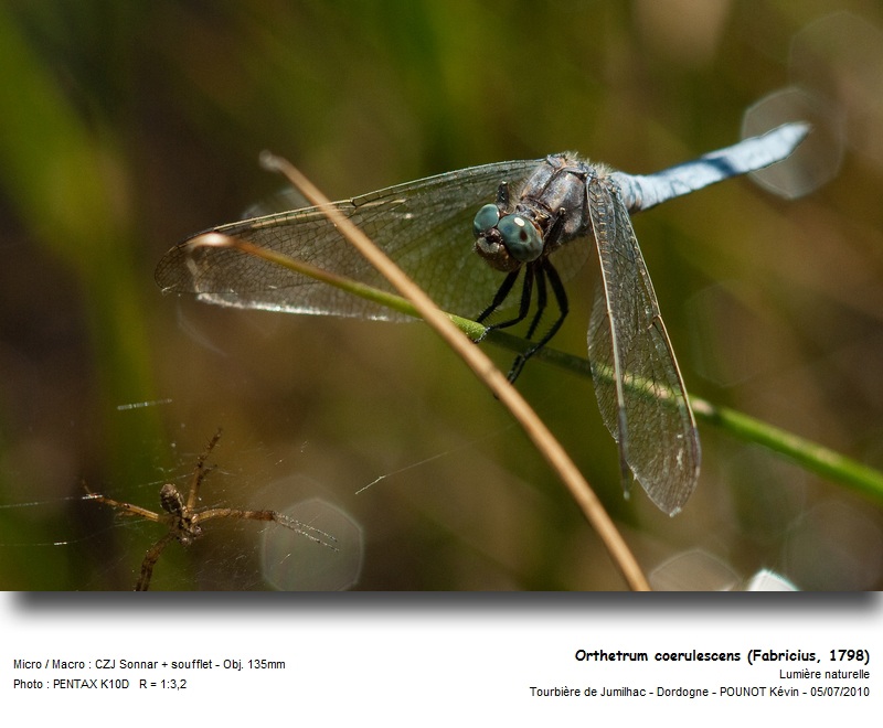 Orthetrum coerulescens (Fabricius, 1798) #16963