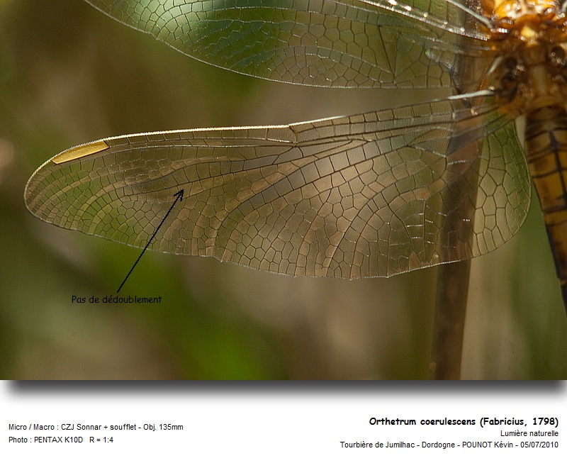 Orthetrum coerulescens (Fabricius, 1798) #16962