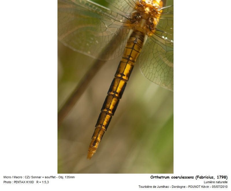 Orthetrum coerulescens (Fabricius, 1798) #16960