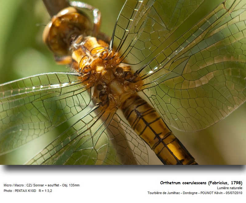 Orthetrum coerulescens (Fabricius, 1798) #16961