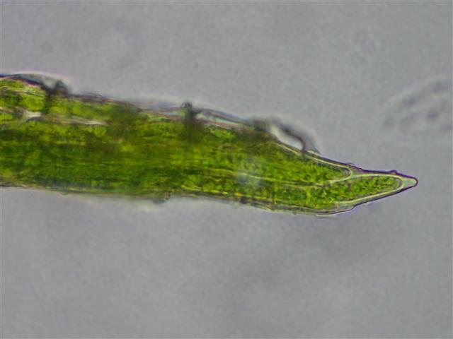 Orthodontium lineare Schwägr. #65135