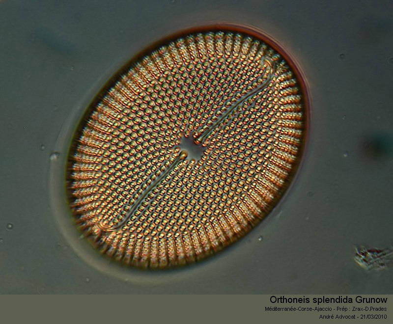 Orthoneis splendida Grunow #16301
