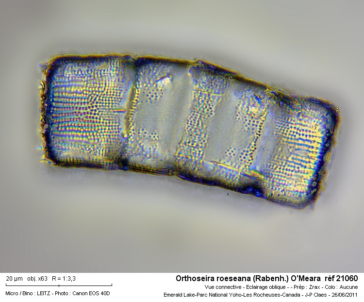 Orthoseira roeseana #22879