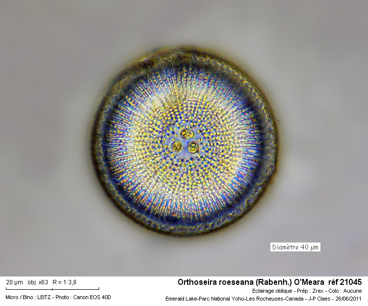 Orthoseira roeseana #22876
