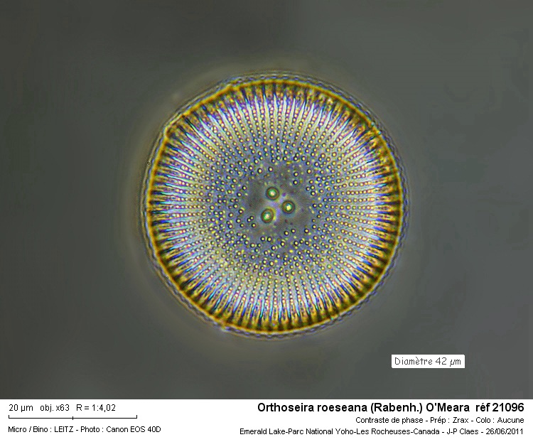Orthoseira roeseana #22881