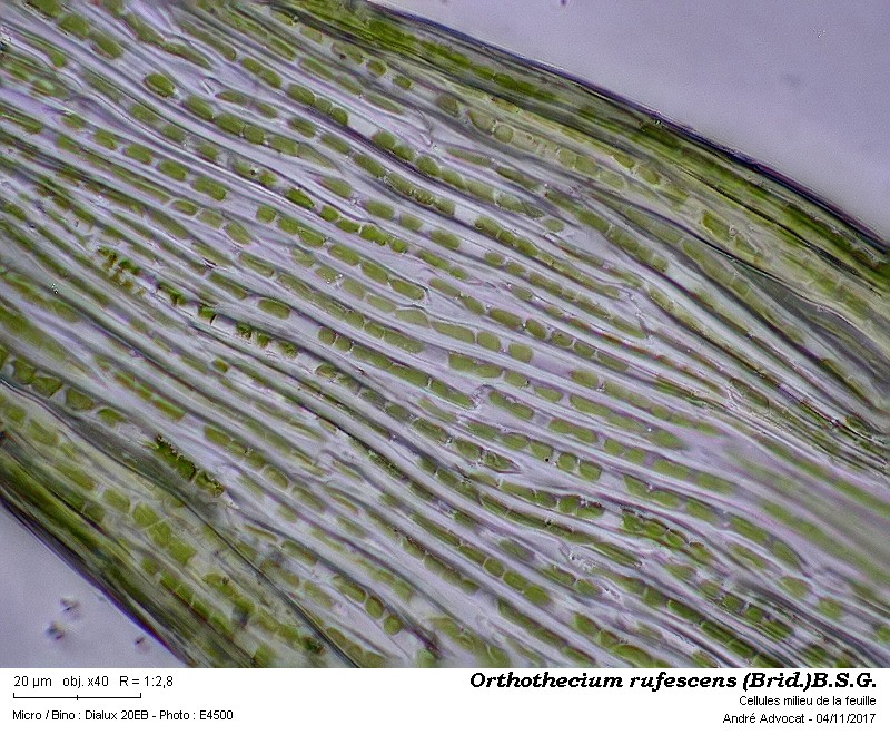 Orthothecium rufescens (Brid.)B.S.G. #52418