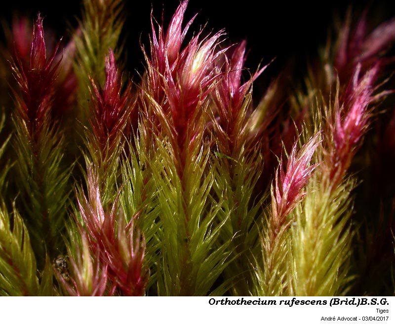 Orthothecium rufescens (Brid.)B.S.G. #52416