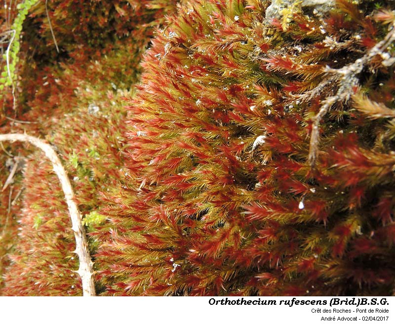 Orthothecium rufescens (Brid.)B.S.G. #52415