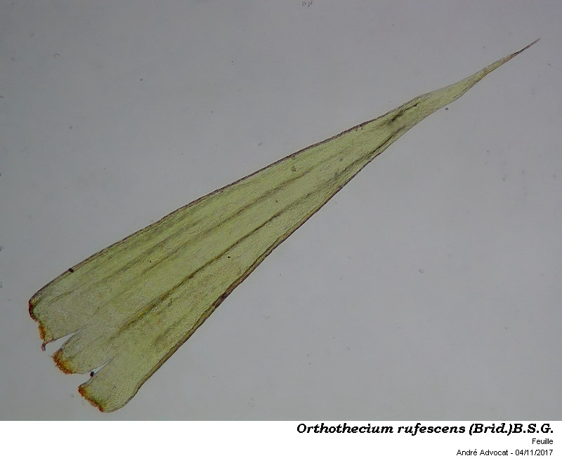 Orthothecium rufescens (Brid.)B.S.G. #52417