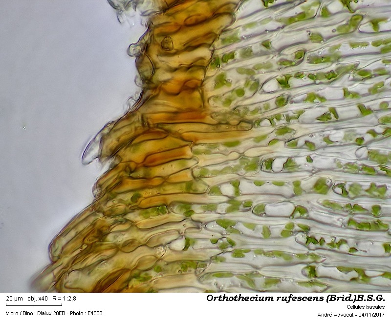 Orthothecium rufescens (Brid.)B.S.G. #52419