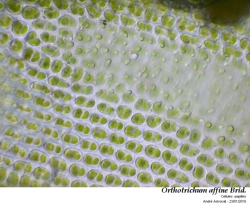 Orthotrichum affine Brid. #43670