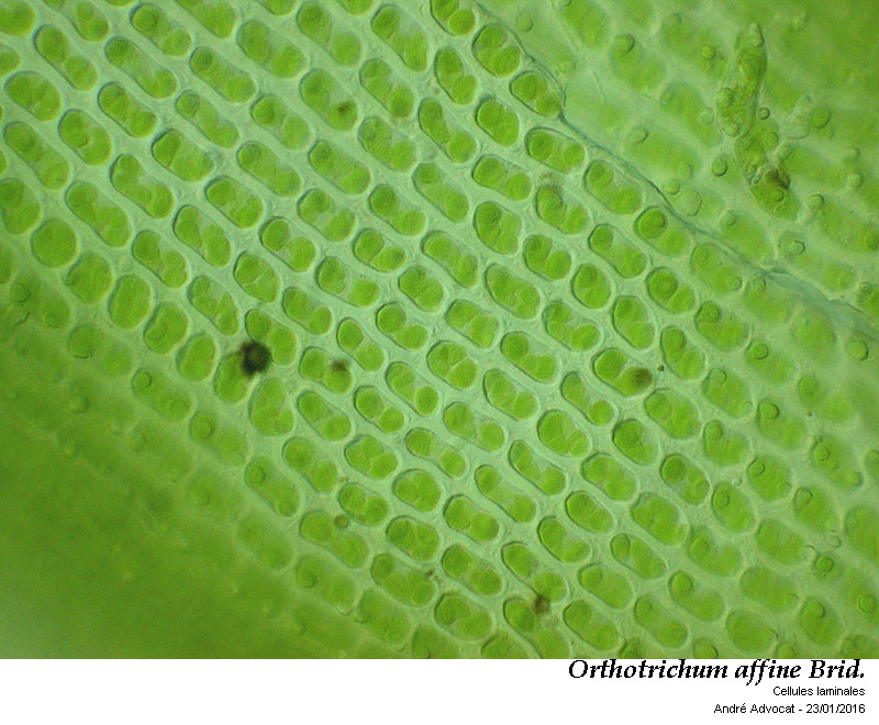 Orthotrichum affine Brid. #43669