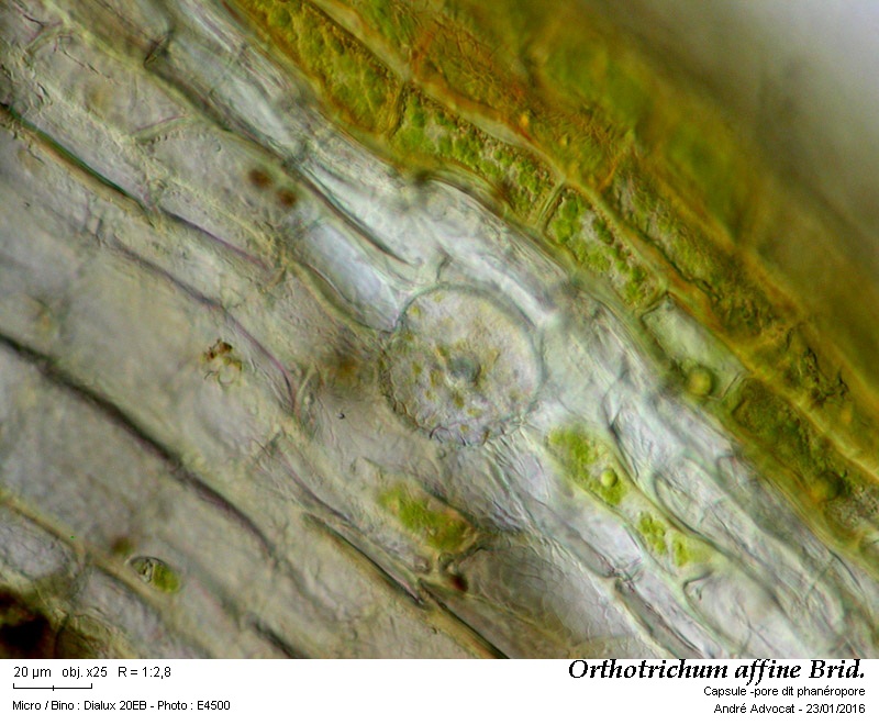 Orthotrichum affine Brid. #43671