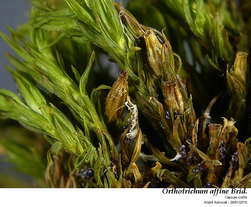 Orthotrichum affine Brid. #43667