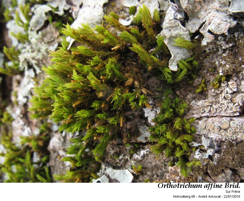 Orthotrichum affine Brid. #43665