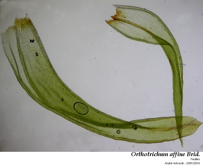 Orthotrichum affine Brid. #43668