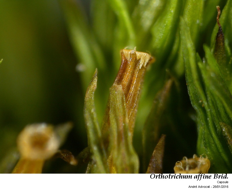 Orthotrichum affine Brid. #43666