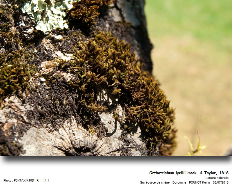 Orthotrichum lyellii Hook. & Taylor. #16984