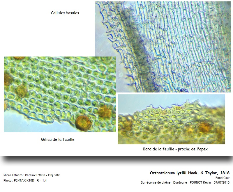 Orthotrichum lyellii Hook. & Taylor. #16987