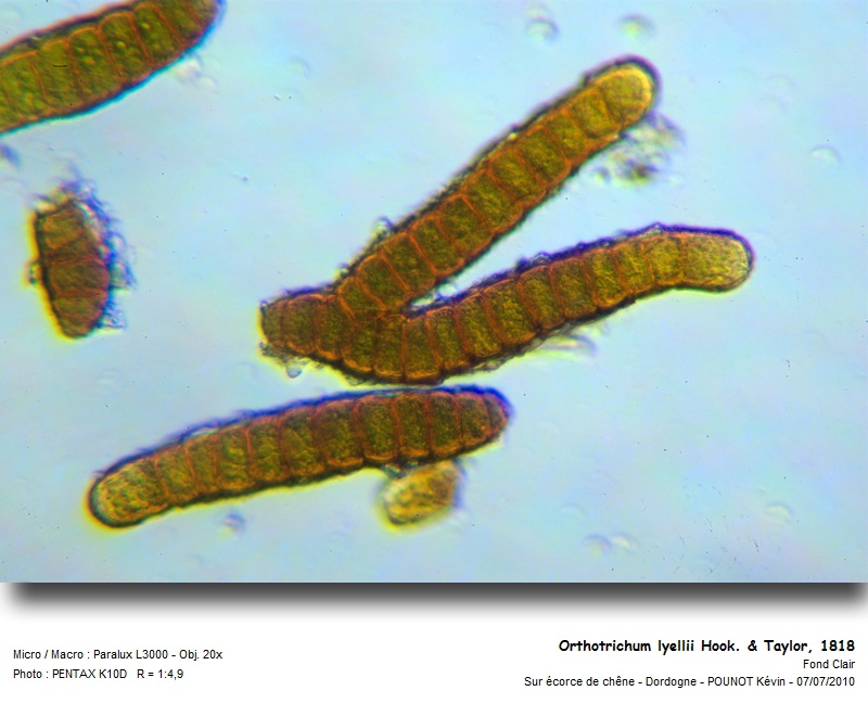 Orthotrichum lyellii Hook. & Taylor. #16988