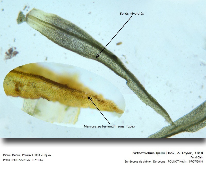 Orthotrichum lyellii Hook. & Taylor. #16986