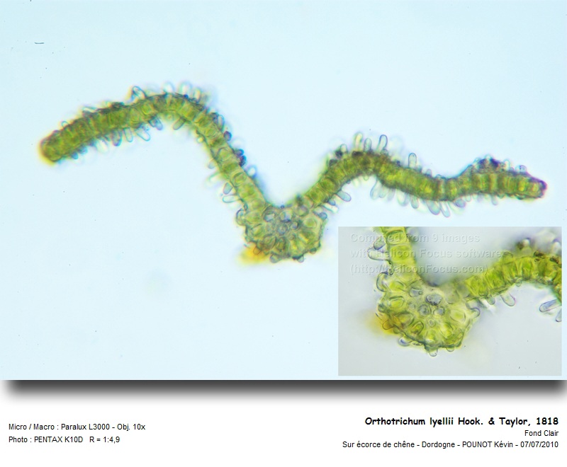 Orthotrichum lyellii Hook. & Taylor. #16989