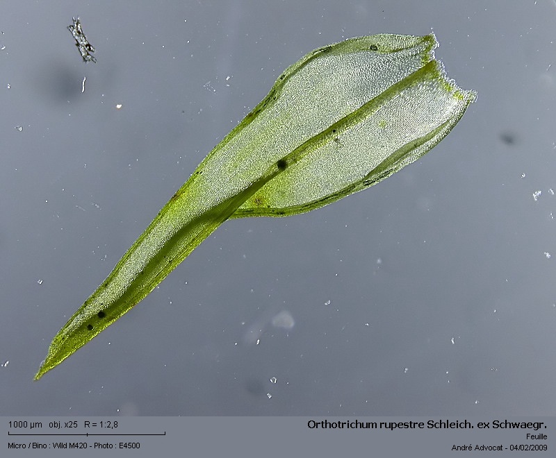 Orthotrichum rupestre Schleich. ex Schwaegr. #8421