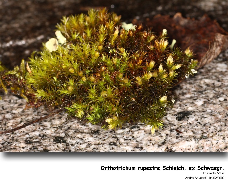Orthotrichum rupestre Schleich. ex Schwaegr. #35112