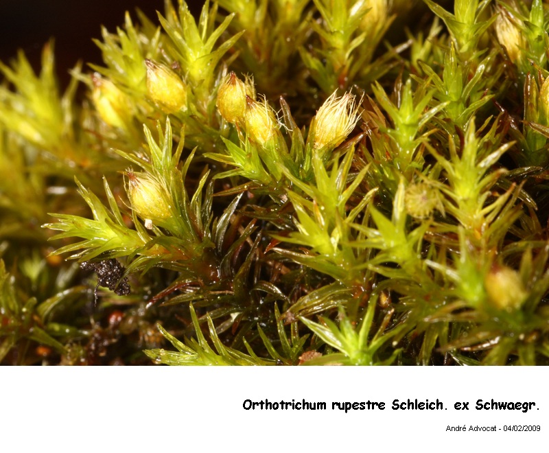 Orthotrichum rupestre Schleich. ex Schwaegr. #35113