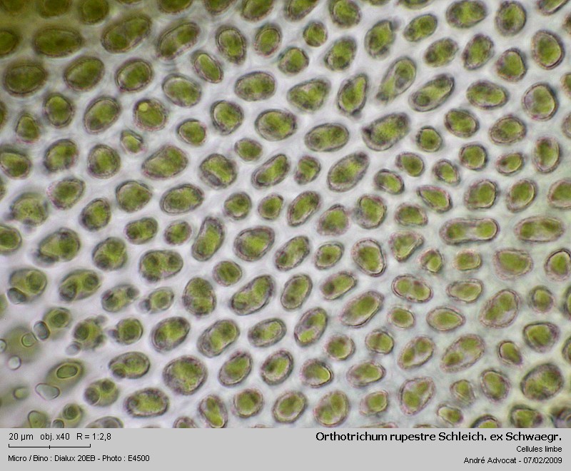 Orthotrichum rupestre Schleich. ex Schwaegr. #8423