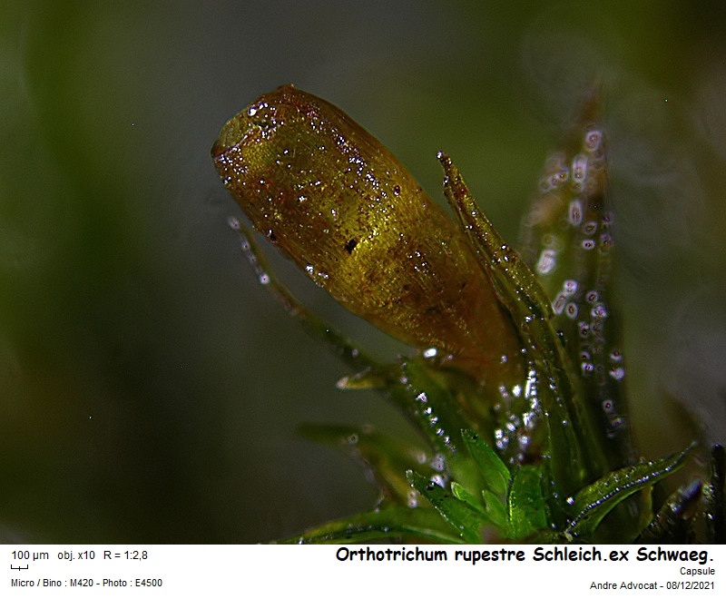 Orthotrichum rupestre Schleich. ex Schwaegr. #68838