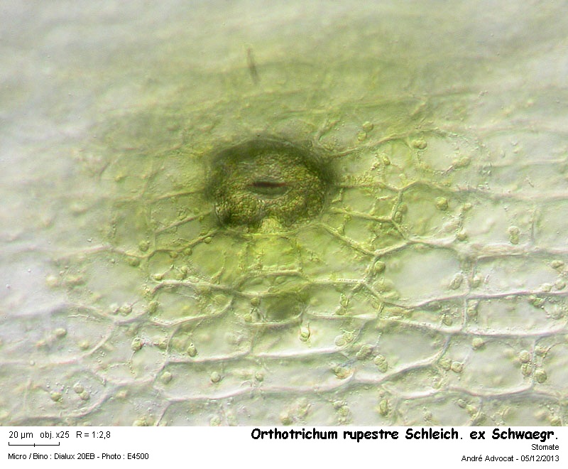 Orthotrichum rupestre Schleich. ex Schwaegr. #35116