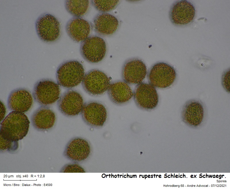 Orthotrichum rupestre Schleich. ex Schwaegr. #68839