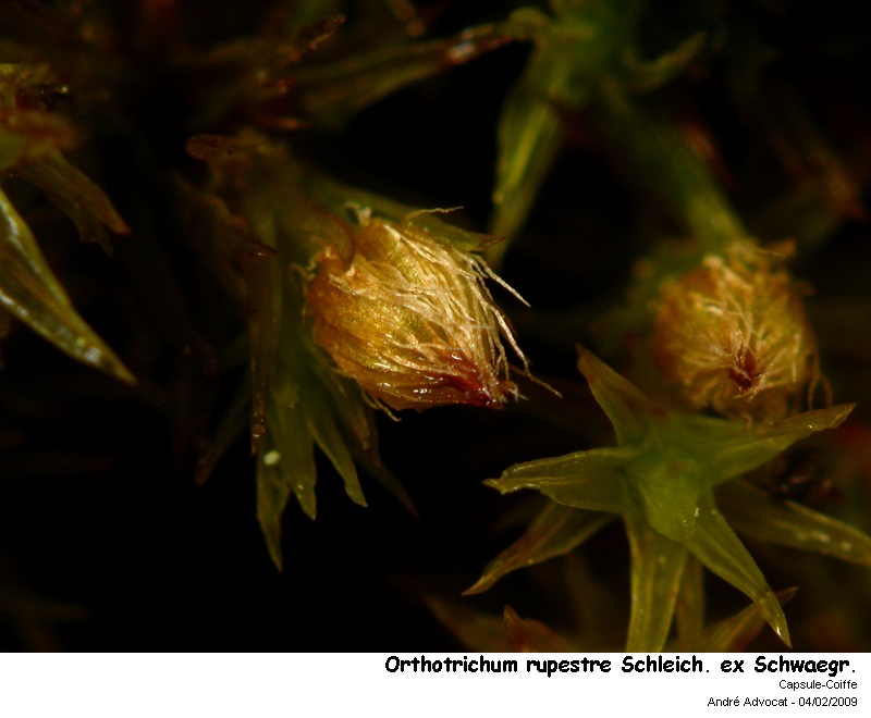 Orthotrichum rupestre Schleich. ex Schwaegr. #35114