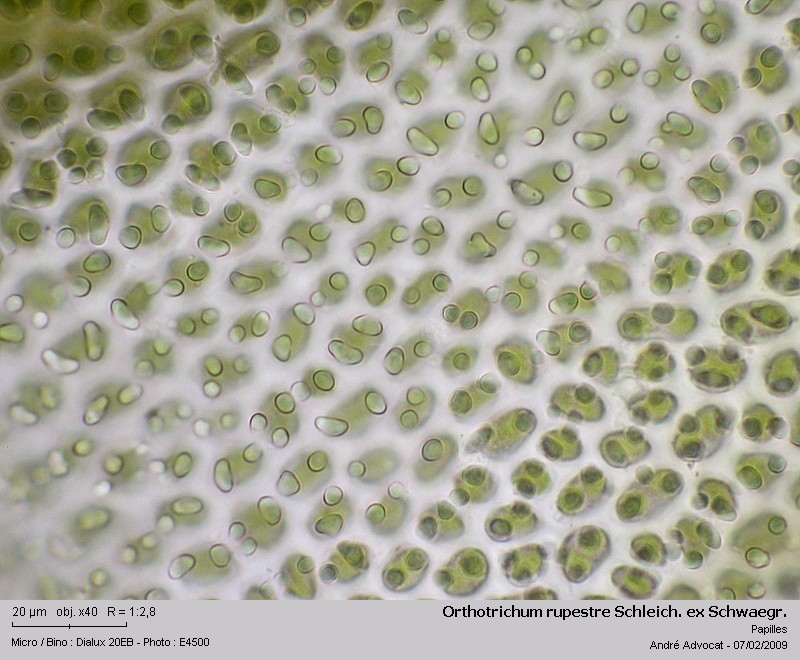 Orthotrichum rupestre Schleich. ex Schwaegr. #8425