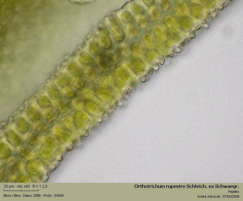 Orthotrichum rupestre Schleich. ex Schwaegr. #8426