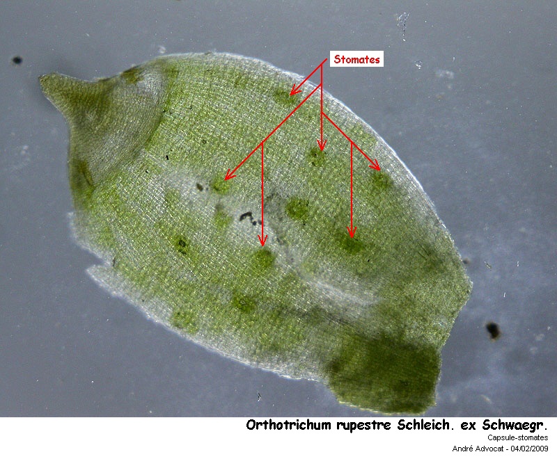 Orthotrichum rupestre Schleich. ex Schwaegr. #35115