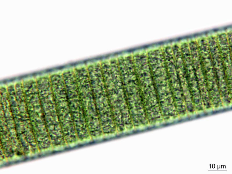 Oscillatoria princeps Vaucher ex Gomont 1892 #50881